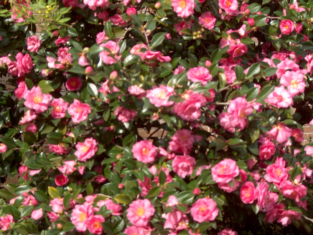 Online Plant Guide Camellia hiemalis 'Shi Shi Gashira' / Shi Shi
